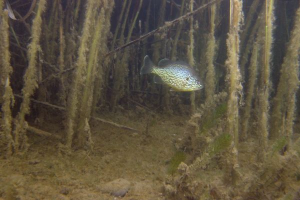 Perche soleil  Lepomis gibbosus